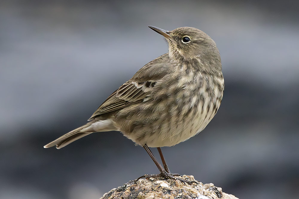 Rock pipit